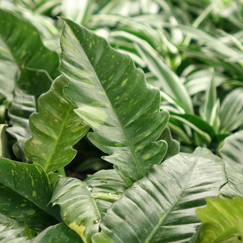 Philodendron Ring of Fire - Filodendro (Follaje)