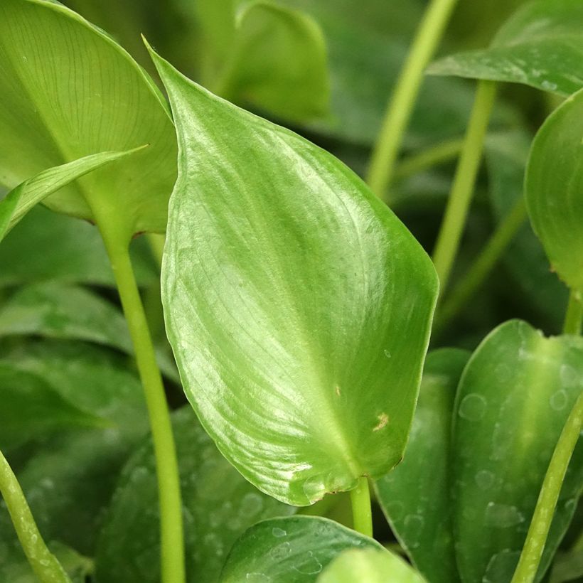 Philodendron rugosum Aberrant - Filodendro (Follaje)