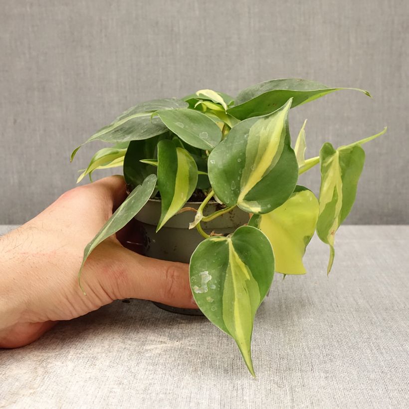Philodendron scandens - Filodendro Maceta de 10 cm/11 cm Ejemplar entregado en la primavera