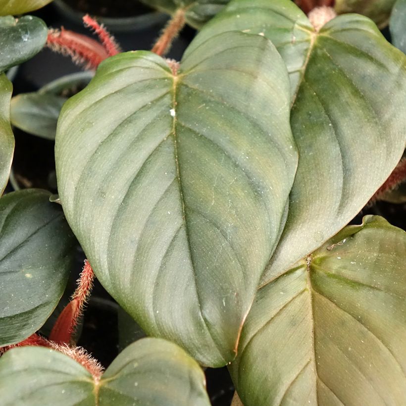 Philodendron squamiferum x serpens - Filodendro (Follaje)