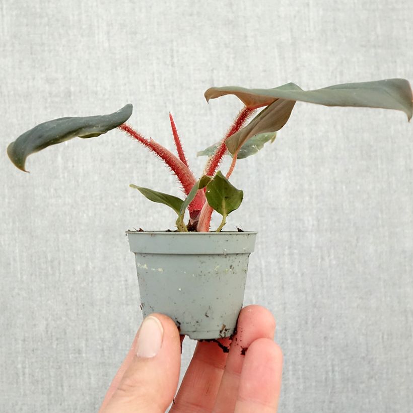 Ejemplar de Philodendron squamiferum x serpens - Filodendro miniplanta entregado en otoño