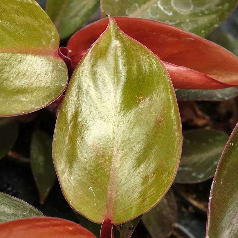 Philodendron Sun Red - Filodendro (Follaje)