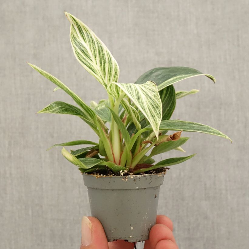 Ejemplar de Philodendron White Measure - Filodendro Mini-plante entregado en otoño