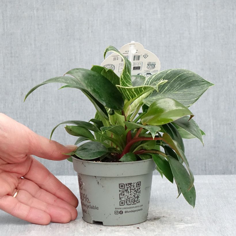 Philodendron White Measure - Filodendro Maceta de 10 cm/11 cm Ejemplar entregado en la primavera