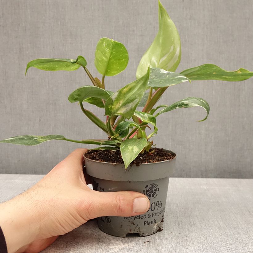 Philodendron White Princess - Filodendro Maceta de 12 cm / 13 cm Ejemplar entregado en la primavera