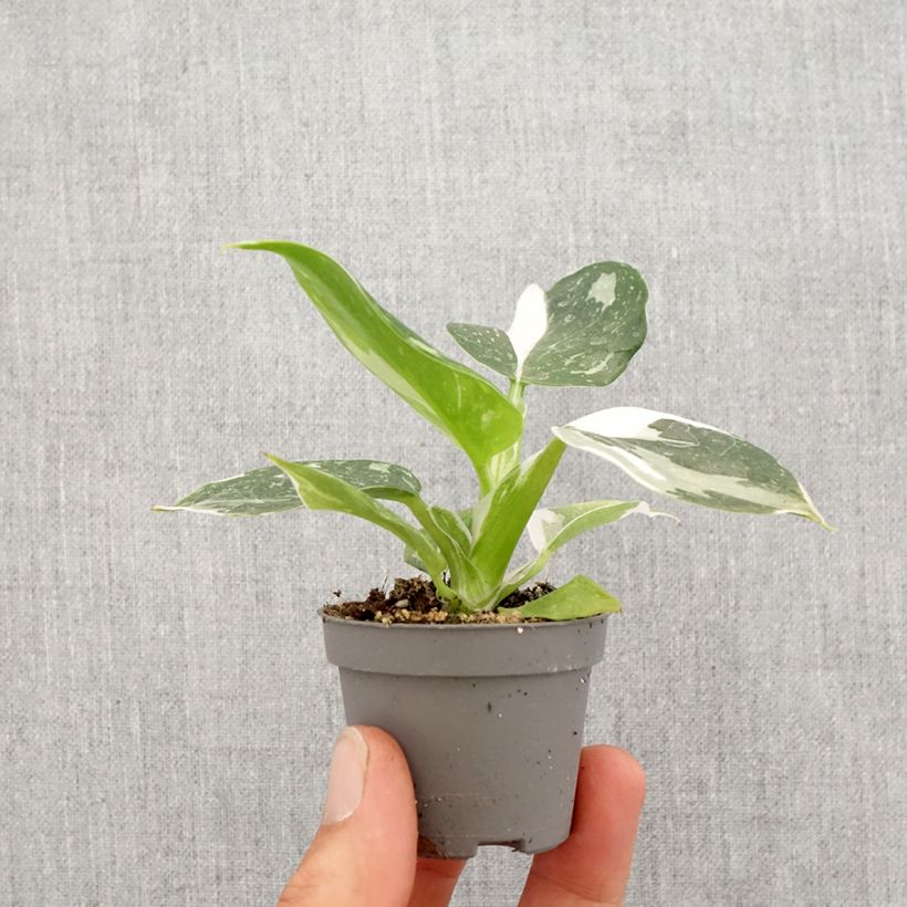 Philodendron White Wizard - Filodendro Mini-plante Ejemplar entregado en la primavera