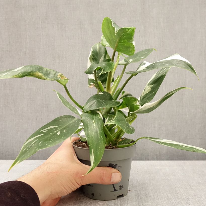Philodendron White Wizard - Filodendro Maceta de 12 cm / 13 cm Ejemplar entregado en la primavera