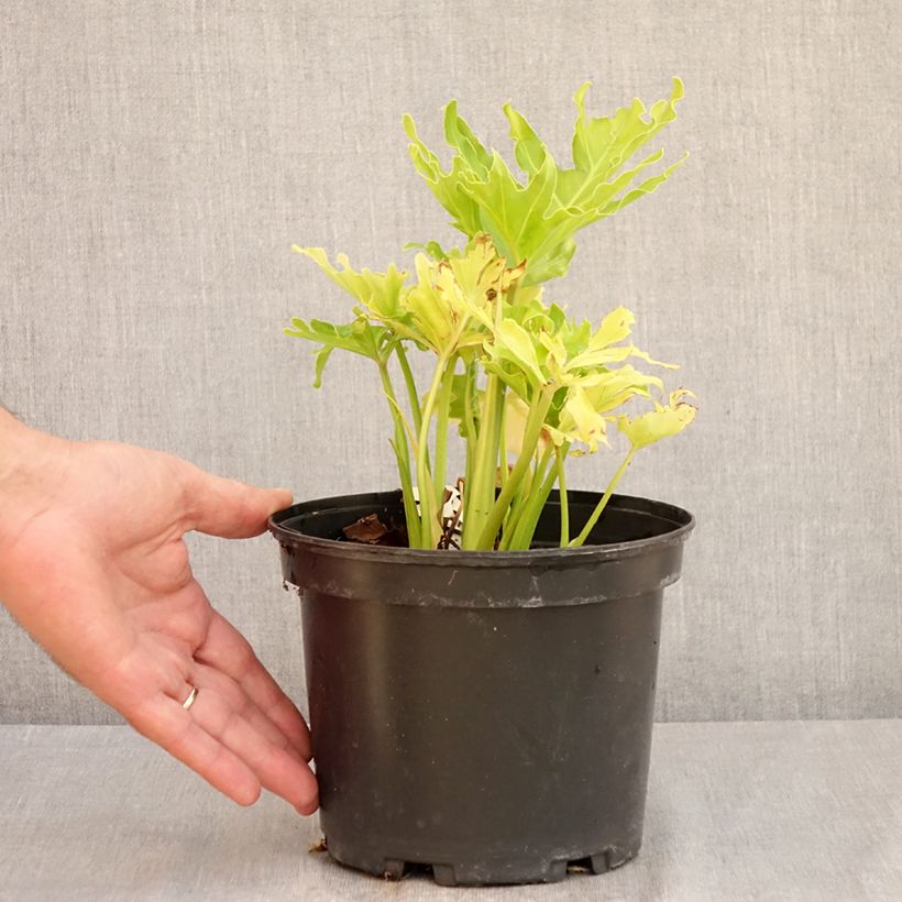 Ejemplar de Philodendron xanadu Hope Maceta 2L/3L entregado en verano