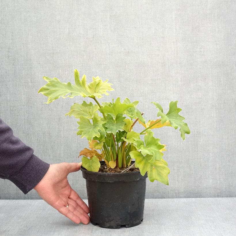Philodendron xanadu Hope Maceta 2L/3L Ejemplar entregado en la primavera