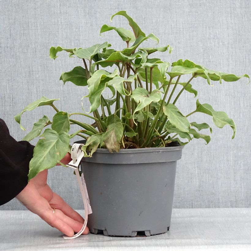 Philodendron xanadu Maceta 3L/4L Ejemplar entregado en invierno