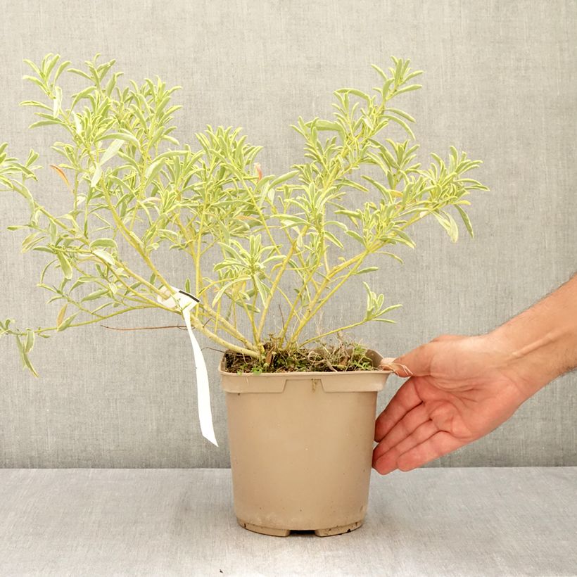 Ejemplar de Eriostemon myoporoides Gold Touch Maceta 3L/4L entregado en verano