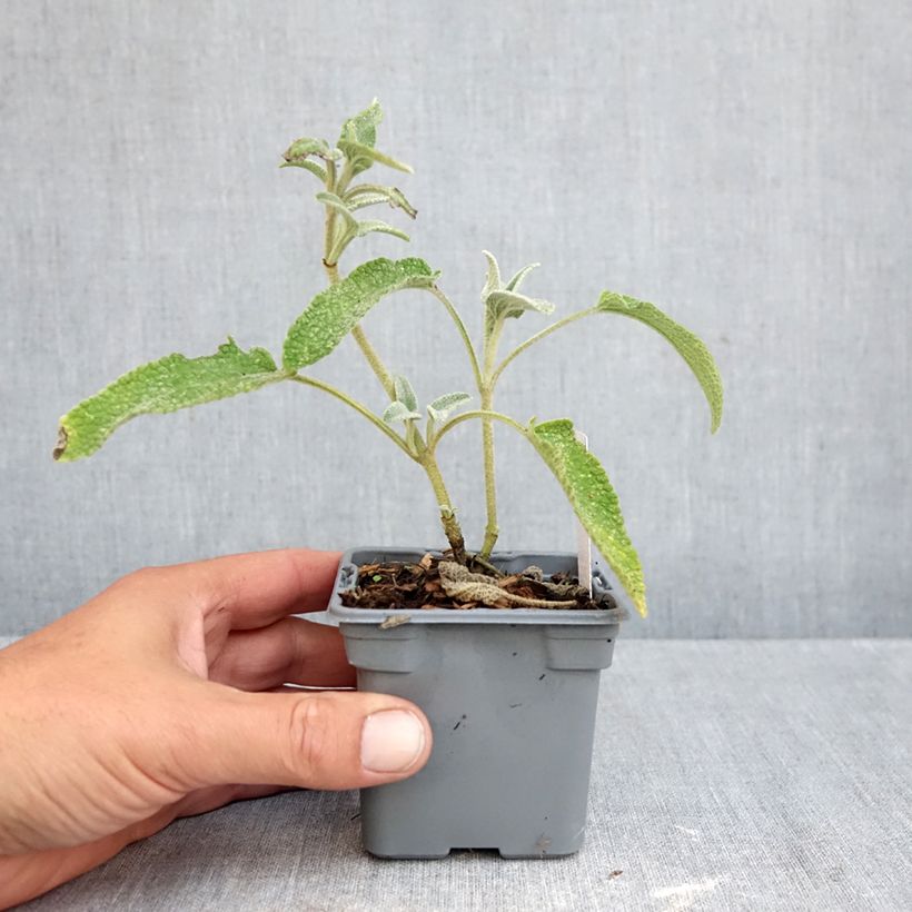 Ejemplar de Phlomis bourgaei - Flomis Maceta de 8/9 cm entregado en otoño