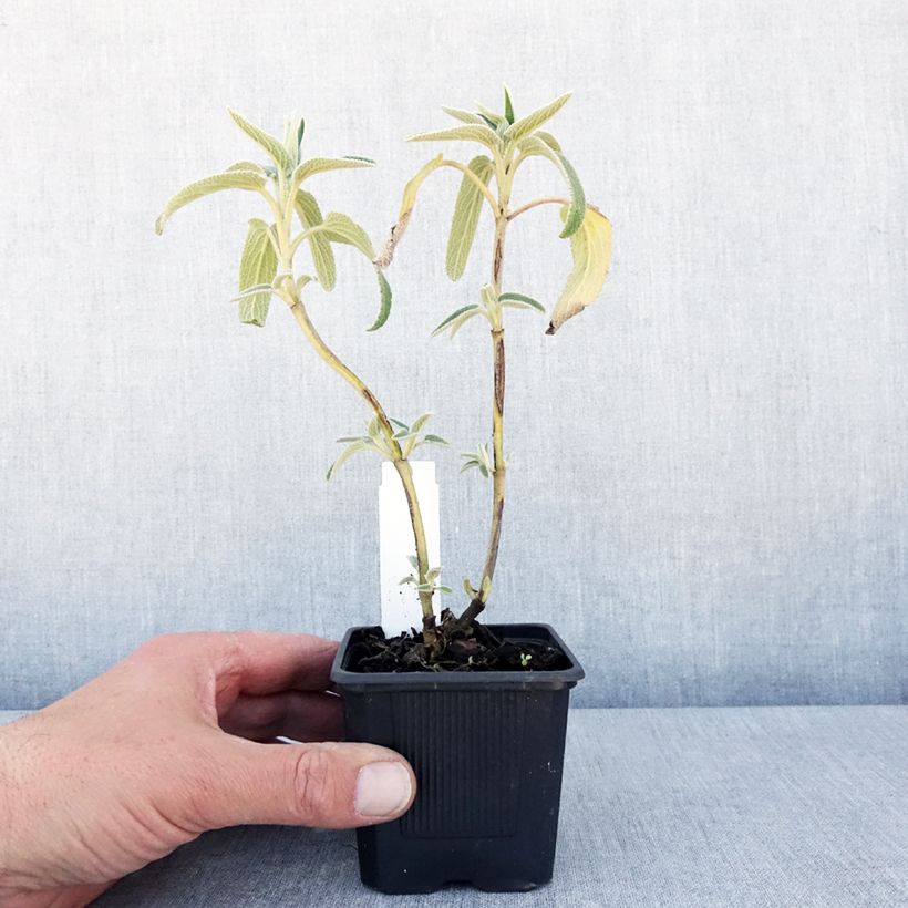 Phlomis bourgaei - Flomis Maceta de 8/9 cm Ejemplar entregado en la primavera