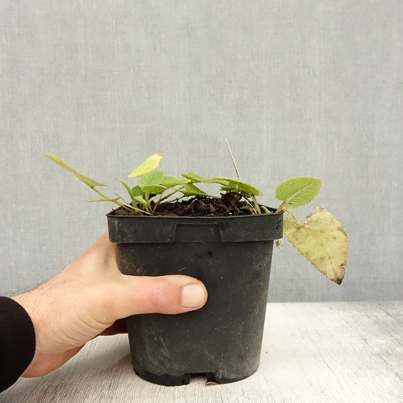Ejemplar de Phlomis russeliana - Salvia turca Maceta 2L/3L entregado en otoño
