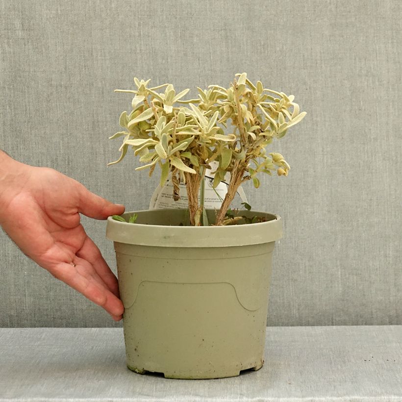 Ejemplar de Phlomis Hill Phlo - Flomis Maceta 3L/4L entregado en verano