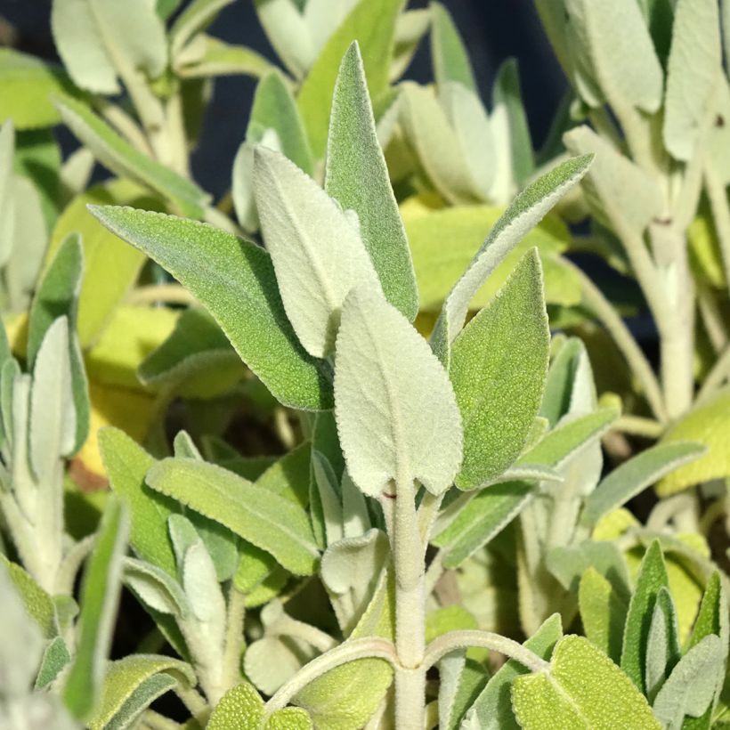 Phlomis purpurea - Matagallo (Follaje)
