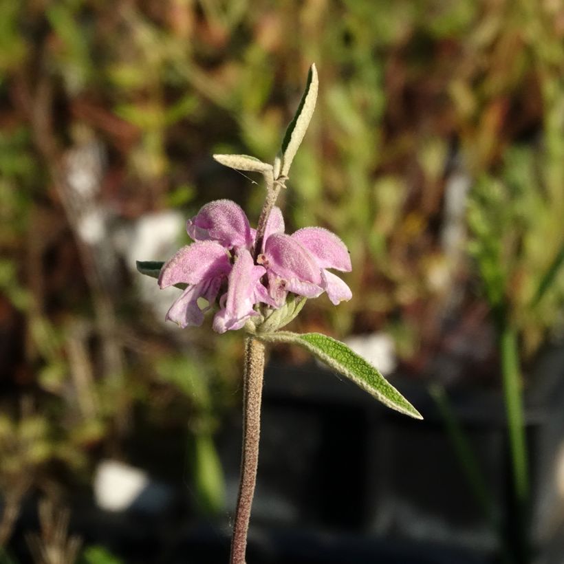 Phlomis purpurea - Matagallo (Floración)