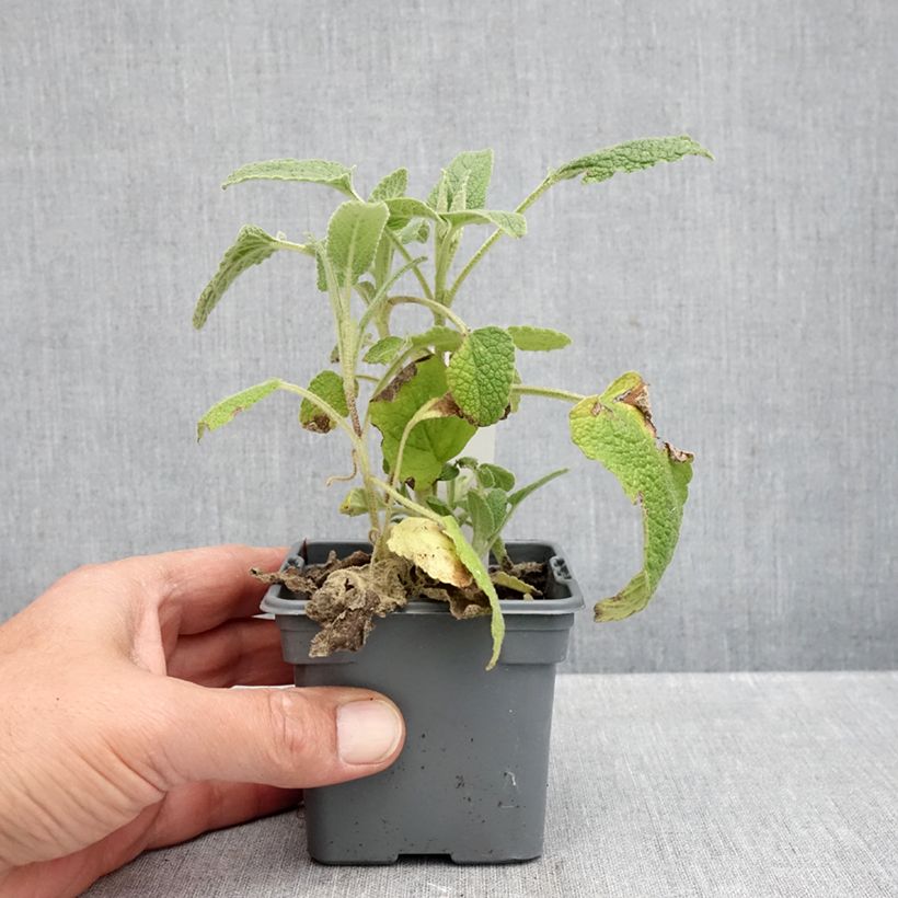 Ejemplar de Phlomis purpurea - Matagallo Maceta de 8/9 cm entregado en otoño