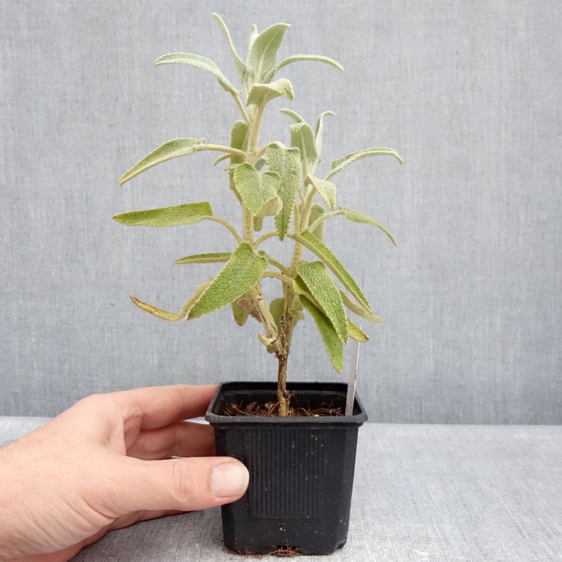 Phlomis purpurea - Matagallo Maceta de 8/9 cm Ejemplar entregado en invierno