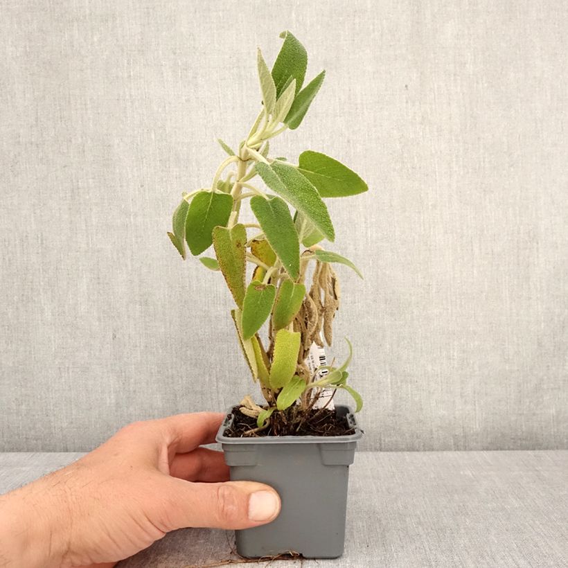 Phlomis purpurea - Matagallo Maceta de 8/9 cm Ejemplar entregado en la primavera