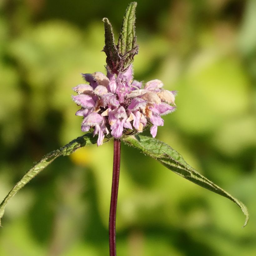 Phlomis tuberosa Amazone - Flomis (Floración)