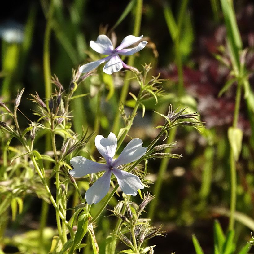 Phlox divaricata Dirigo Ice (Floración)