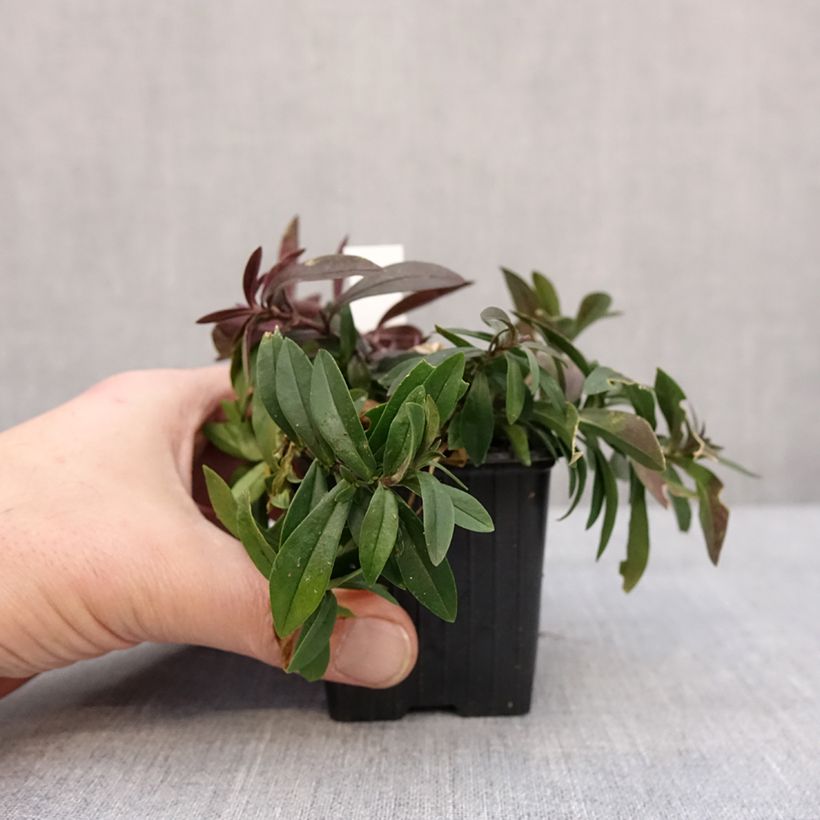 Phlox divaricata May Breeze Maceta de 8/9 cm Ejemplar entregado en invierno