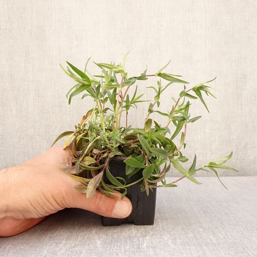 Phlox divaricata May Breeze Maceta de 8/9 cm Ejemplar entregado en la primavera