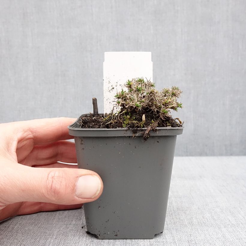 Phlox douglasii Crackerjack Maceta de 8/9 cm Ejemplar entregado en invierno