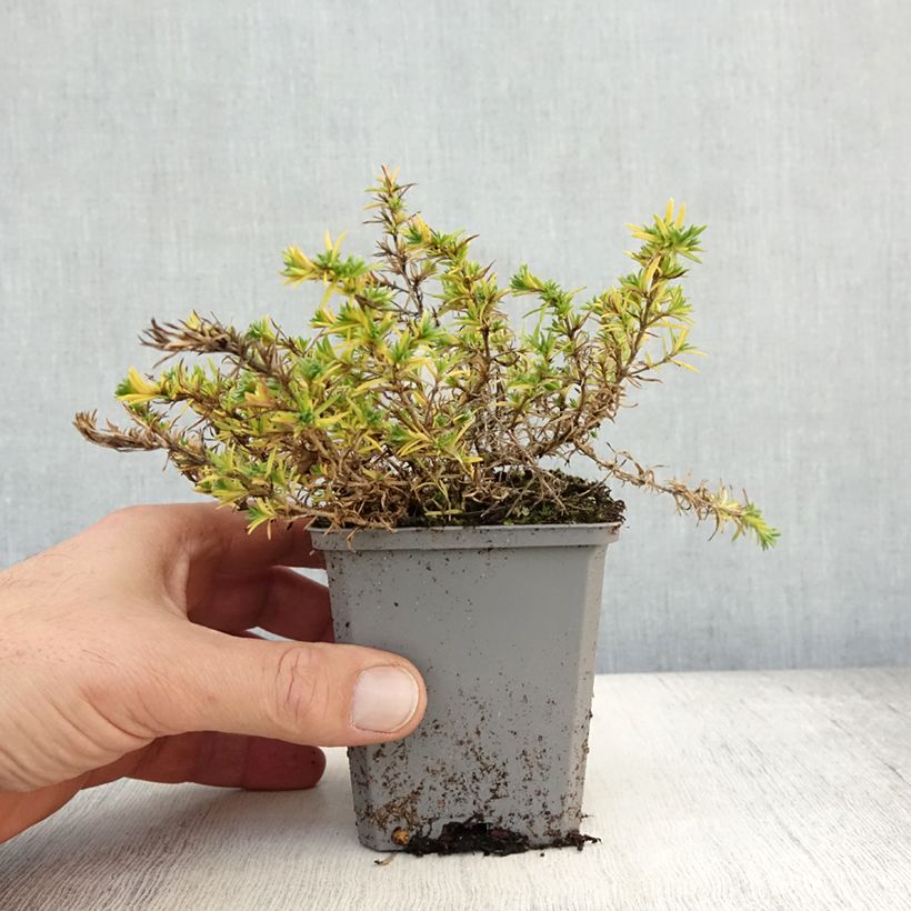 Ejemplar de Phlox douglasii Lilac Cloud Maceta de 8/9 cm entregado en otoño