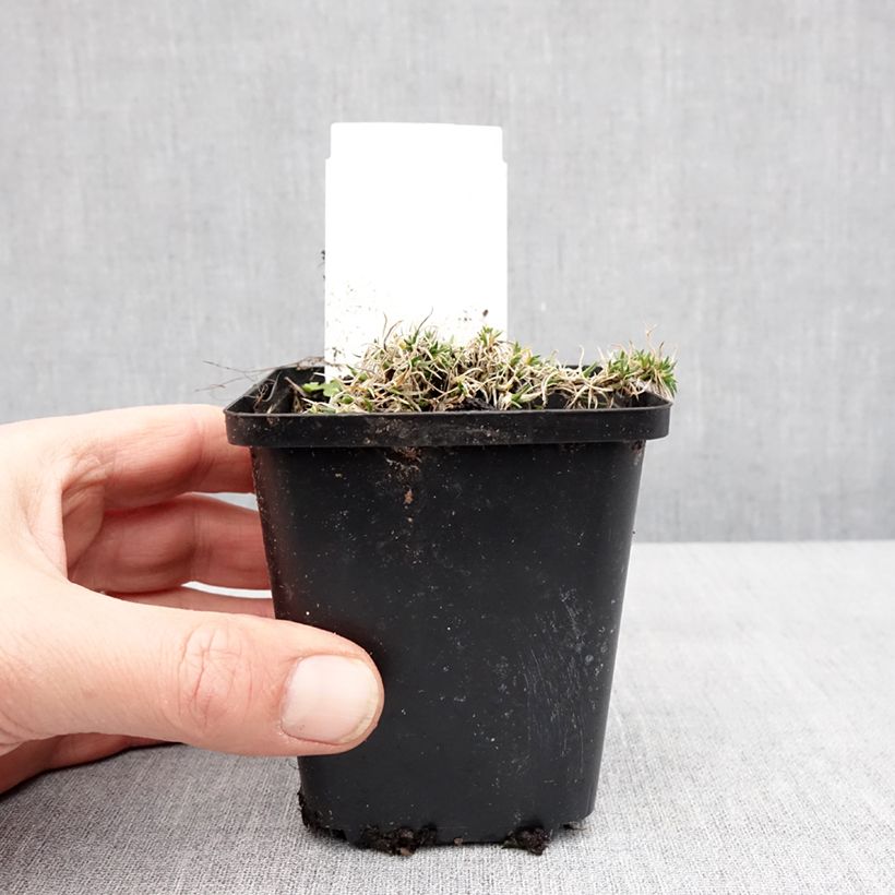 Phlox douglasii Ochsenblut Maceta de 8/9 cm Ejemplar entregado en invierno