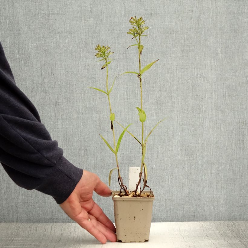 Ejemplar de Phlox paniculata Fashionably Early Crystal Maceta de 8/9 cm entregado en verano