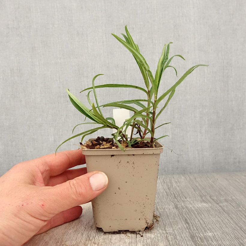 Phlox paniculata Fashionably Early Crystal Maceta de 8/9 cm Ejemplar entregado en la primavera