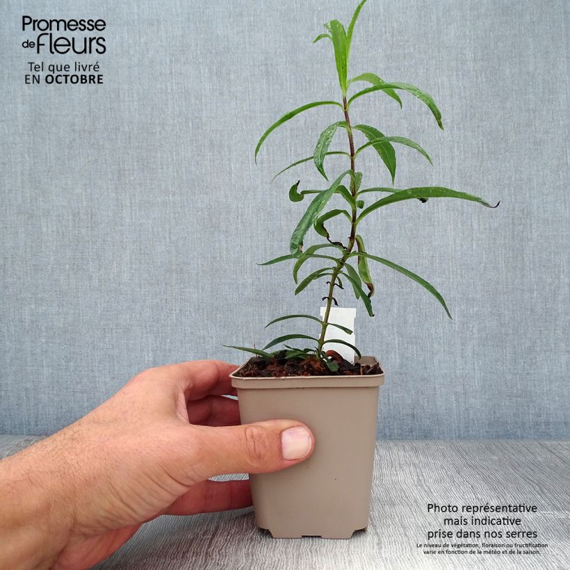 Ejemplar de Phlox maculata Natasha Maceta de 8/9 cm entregado en otoño
