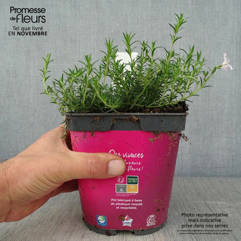 Ejemplar de Phlox subulata Candy Stripes - Flox musgoso Maceta 1,5L/2L entregado en otoño