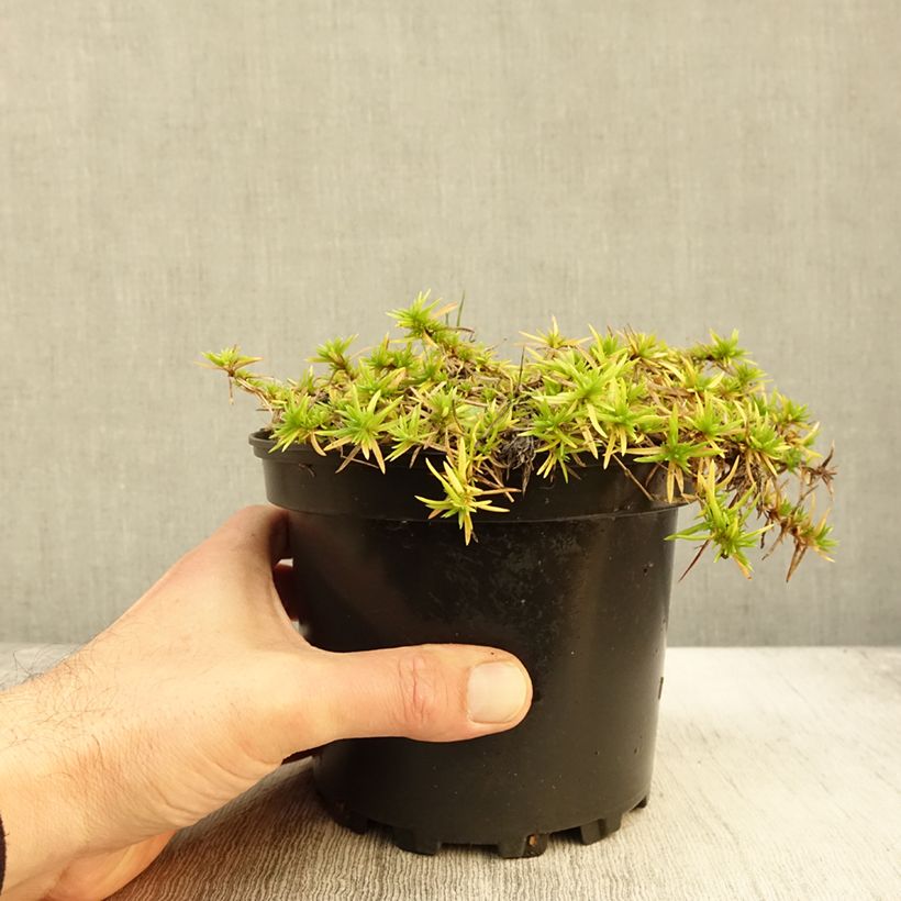 Ejemplar de Phlox subulata Moerheimii - Flox musgoso Maceta 2L/3L entregado en otoño
