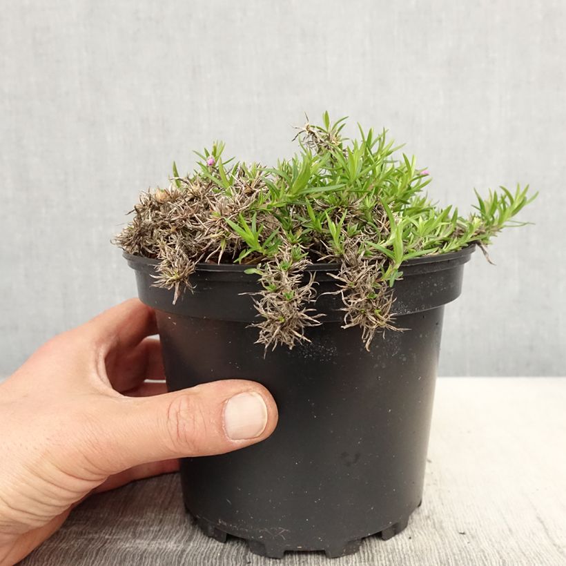 Phlox subulata Moerheimii - Flox musgoso Maceta 2L/3L Ejemplar entregado en la primavera