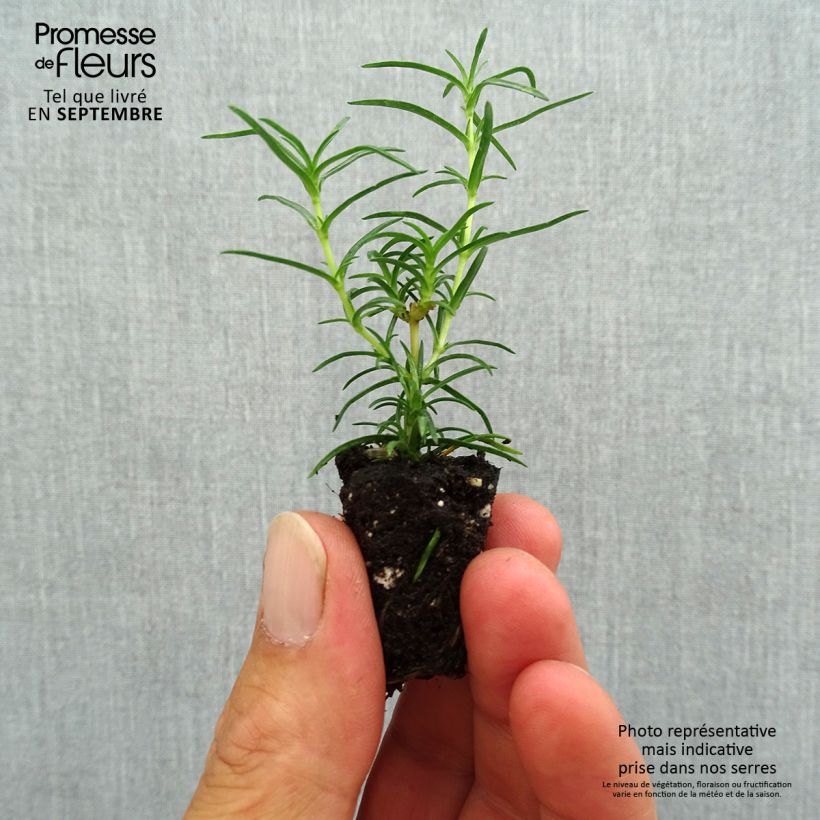 Ejemplar de Phlox subulata Amazing Grace - Flox musgoso minicepellón: Ø 1,5/2,5 cm entregado en otoño