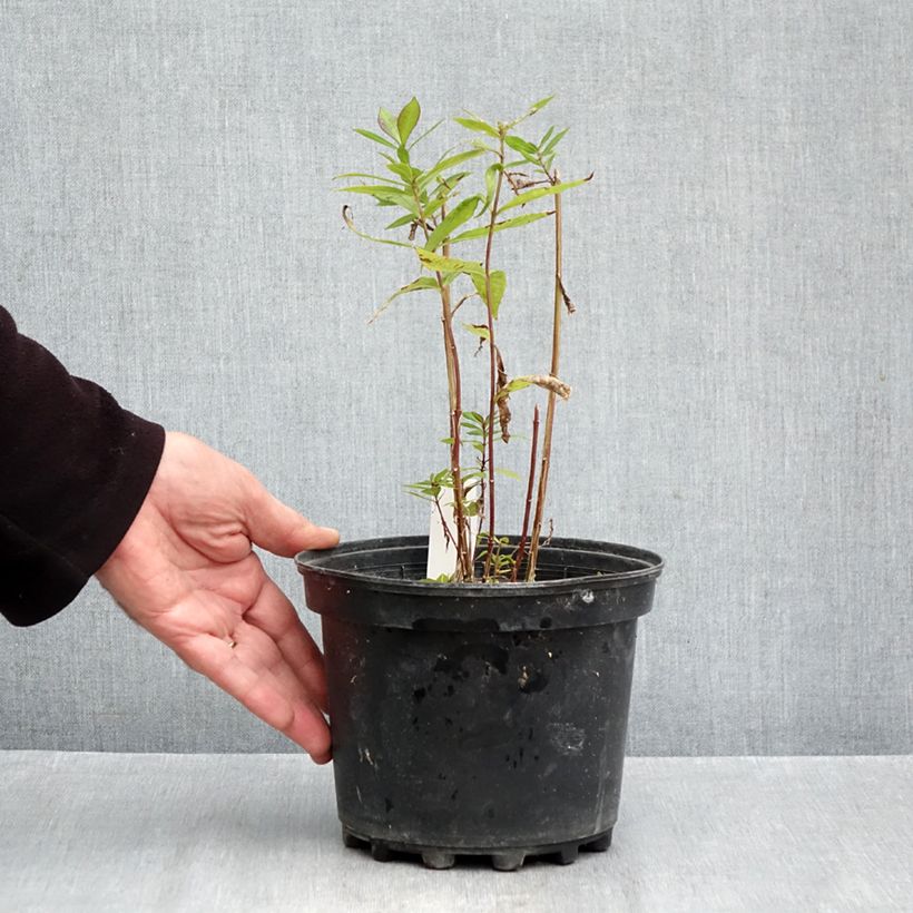 Ejemplar de Phlox paniculata Adinda Maceta 2L/3L entregado en otoño