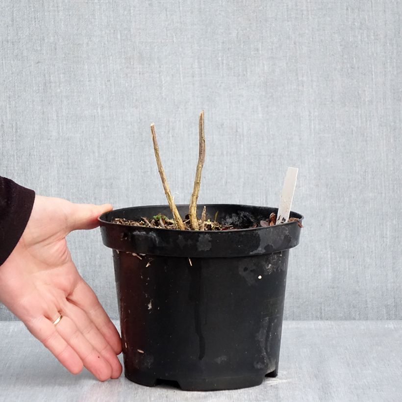 Phlox paniculata Adinda Maceta 2L/3L Ejemplar entregado en invierno