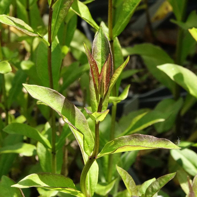 Phlox paniculata Aureole (Follaje)
