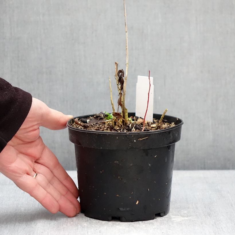 Phlox paniculata Bambini Candy Crush Maceta 2L/3L Ejemplar entregado en invierno