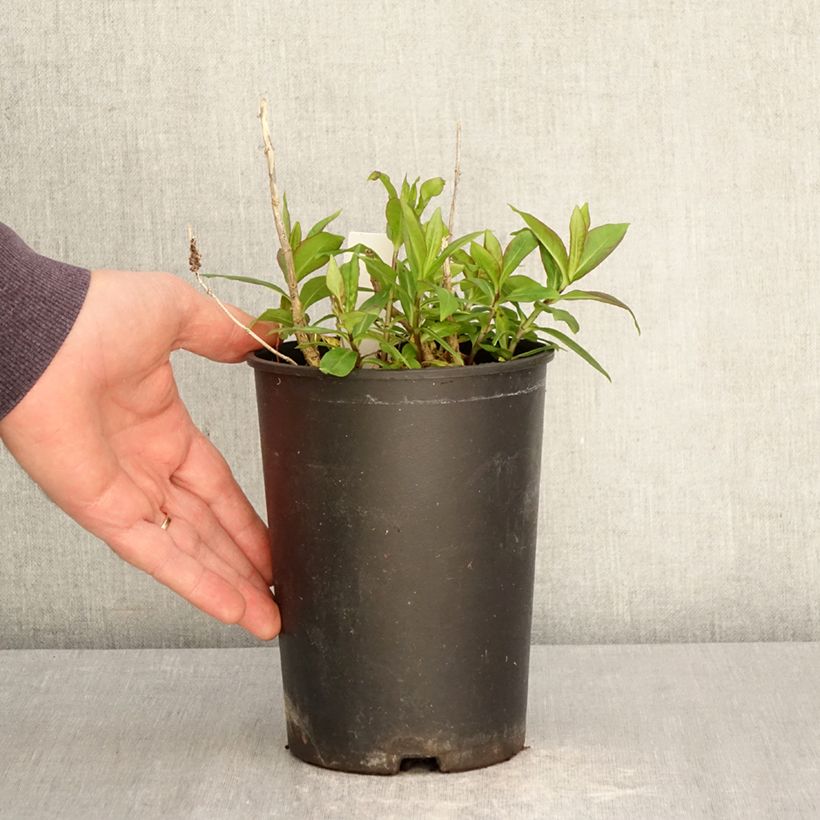 Phlox paniculata Bambini Candy Crush Maceta 2L/3L Ejemplar entregado en la primavera