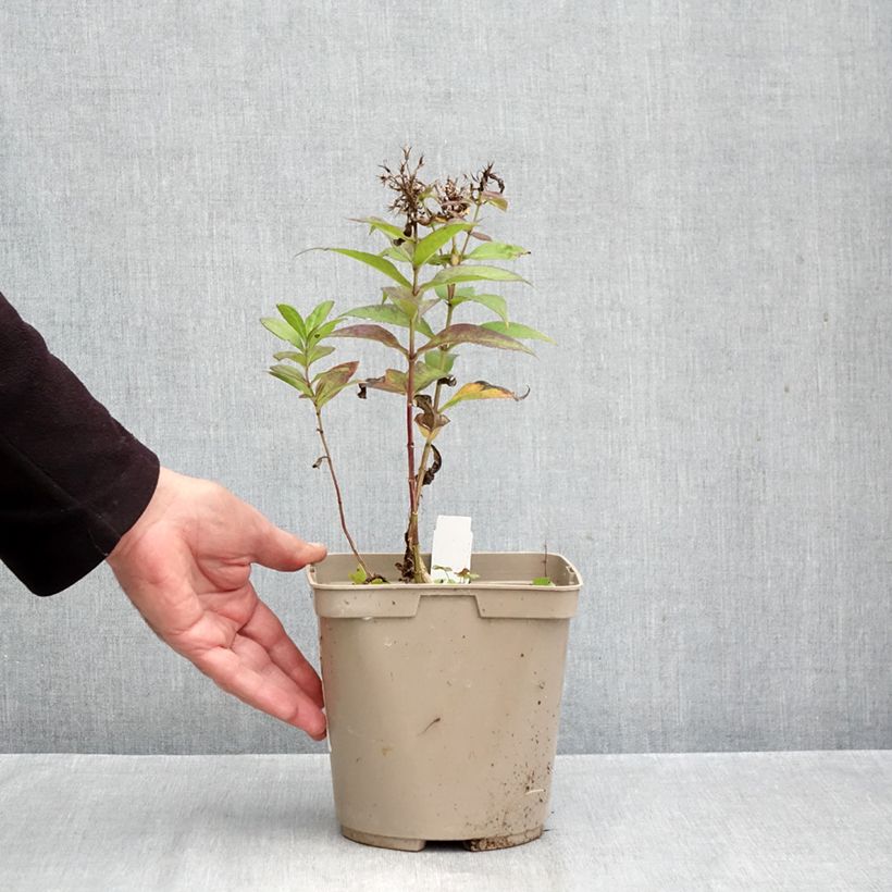 Ejemplar de Phlox paniculata Bambini Desire Maceta 2L/3L entregado en otoño