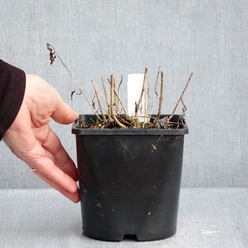 Phlox paniculata Bambini Desire Maceta 2L/3L Ejemplar entregado en invierno