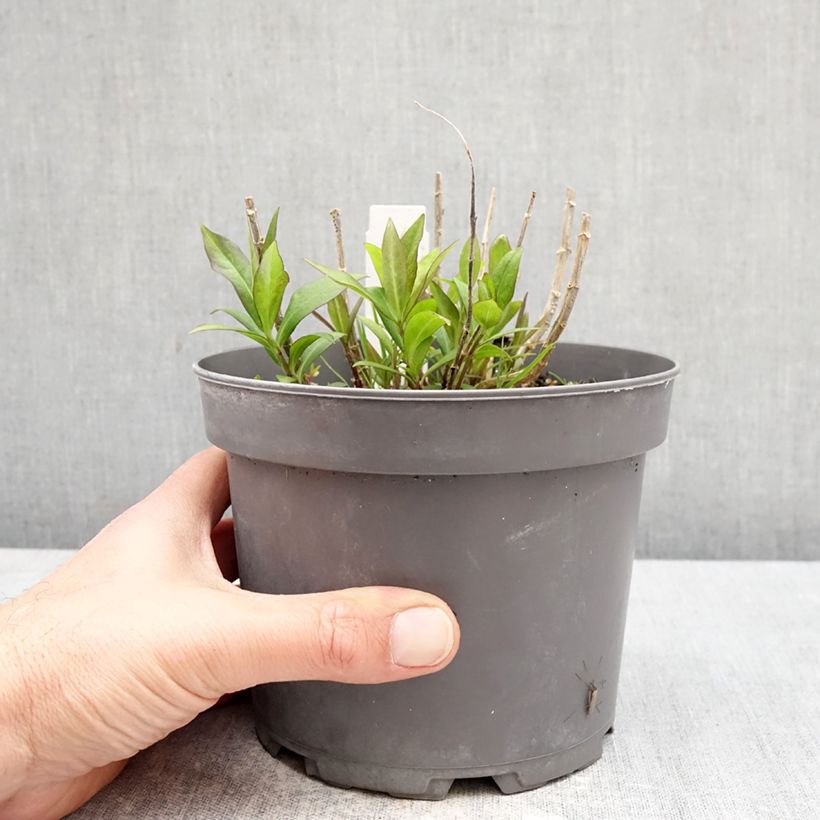 Phlox paniculata Bambini Desire Maceta 2L/3L Ejemplar entregado en la primavera