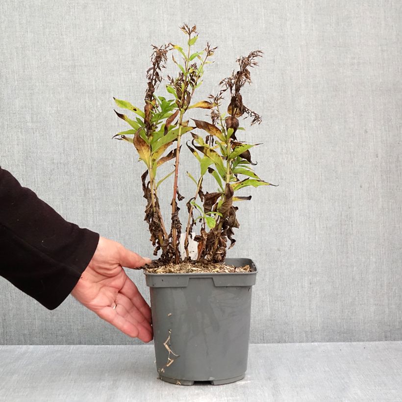 Ejemplar de Phlox paniculata Bambini Primadonna Maceta 2L/3L entregado en otoño