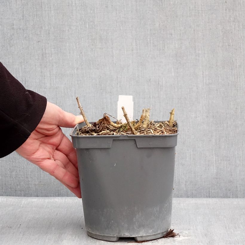 Phlox paniculata Bambini Primadonna Maceta 2L/3L Ejemplar entregado en invierno