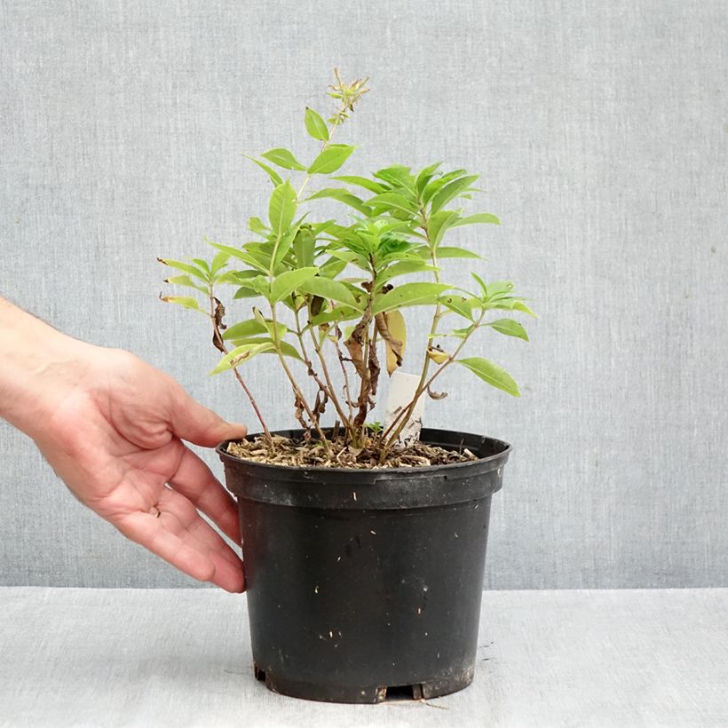 Ejemplar de Phlox paniculata Bambini Sweet Tart Maceta 2L/3L entregado en otoño