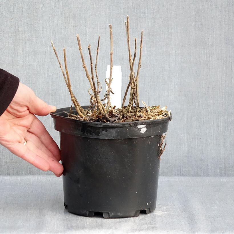 Phlox paniculata Bambini Sweet Tart Maceta 2L/3L Ejemplar entregado en invierno